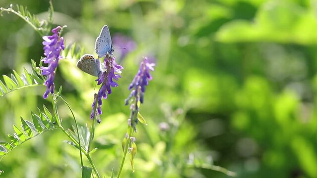 Mating of butterflies of bluebirds on wild purple flowers on a sunny summer day close-up.