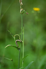 caterpillar on the leaf