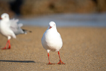 Red-billed gull on a beach in New Zealand 