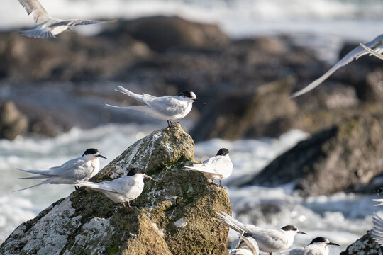 Common tern bird colony in New Zealand on the rocks in the Catlins