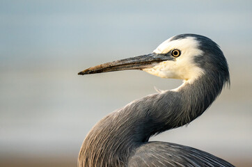 Closeup of a grey heron bird in New Zealand
