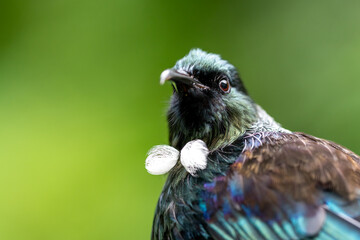 Close-up portrait of a Tui Bird in New Zealand