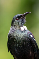 Close-up portrait of a Tui Bird in New Zealand