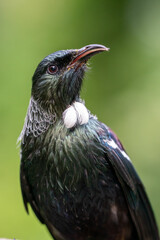 Close-up portrait of a Tui Bird in New Zealand