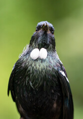 Close-up portrait of a Tui Bird in New Zealand
