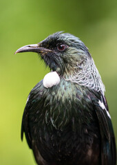 Close-up portrait of a Tui Bird in New Zealand