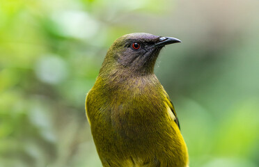 Closeup of a Korimako bellbird in New Zealand