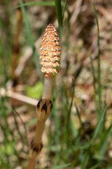 fleur
