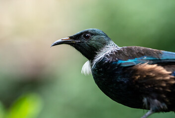 Close-up portrait of a Tui Bird in New Zealand