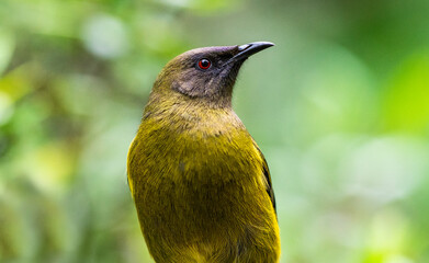 Closeup of a Korimako bellbird in New Zealand