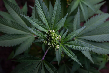 cannabis flower and leaves in farm