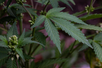 cannabis flower and leaves in farm