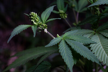 cannabis flower and leaves in farm