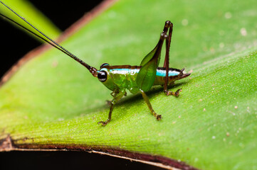 To nature lovers, macro photography is very addicting and intriguing. Macro Photography. It's very expensive hobby but worth every penny when you targeted on your subject, it helps to relief stress.