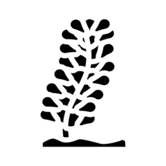 caulerpa lentillifera seaweed glyph icon vector. caulerpa lentillifera seaweed sign. isolated contour symbol black illustration