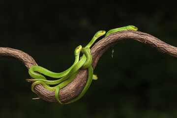 A group of baby Lesser Sunda pit vipers (Trimeresurus insularis) crept along a dry tree branch.