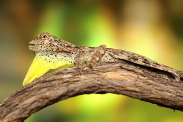 A flying lizard (Draco volans) is sunbathing on a vine branch before starting its daily activities.