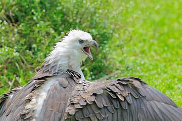 An eagle is showing aggressive behavior.