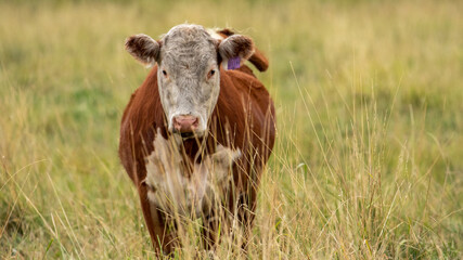 Red Cow in Open Field