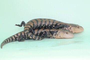 Two blue tongued skinks (Tiliqua sp) are starting their daily activities.