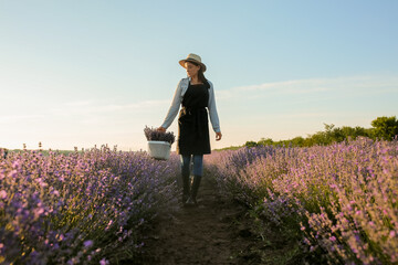 Female farmer holding basket with lavender flowers in field