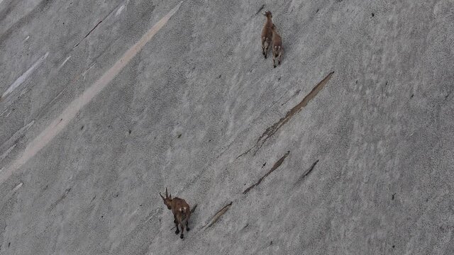 Alpine ibexes climb the steep walls of the Barbellino dam to lick the saltpetre, an efflorescence that forms on concrete buildings. Orobie alps. Italian alps. Wonders of nature