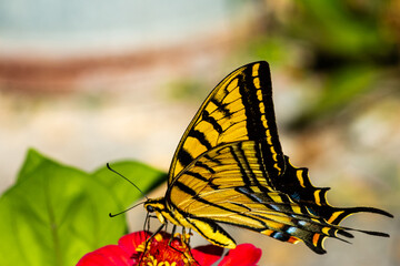 mariposa, insecto, flor, naturaleza, frac, verano, alas, animal, macro, bragueta, huerta, amarilla, fauna, fábrica, beldad, alas, rosa, hermoso, anaranjada, monarca, negro, fauna, mariposa, close-up, 