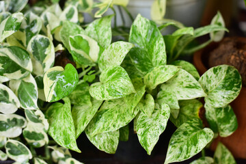 Close up green plants in nature.