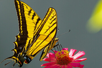 mariposa, insecto, flor, naturaleza, frac, verano, alas, animal, macro, bragueta, huerta, amarilla,...