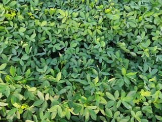 peanuts farm, Organic Farm Land Crops In India multiple layers of mountains add to this organic and fertile farm land in India, Peanut Field, Peanut tree, Peanut plantation fields