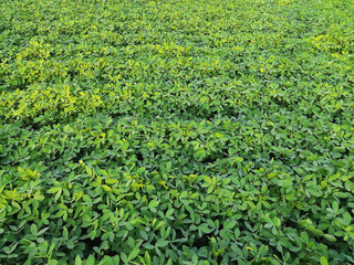 Close​-up background of bright green peanut leaves. Growing groundnut seeds for growing peanuts Dense green leaves. Refreshing natural background.
