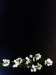 Flat Lay, postcard for death, funeral. Beautiful White Jasmine Flowers
