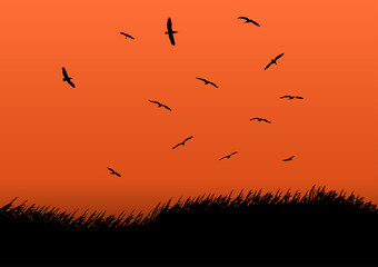 graphics design grass on ground and bird on the sky with silhouette for background vector illustration