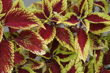 Coleus scutellarioides with a natural background