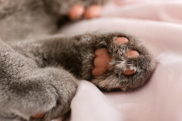 Paws of cute grey cat at home, closeup