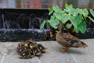 This image shows a Hawaiian duck mother with ducklings by a koi fish pond.
