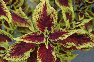 Coleus scutellarioides with a natural background