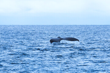 Fototapeta premium whale