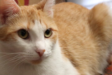 Gato naranja con blanco y ojos brillantes en acercamiento o retrato de cerca con enfoque en su cara contrastada con luces y sombras