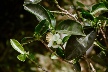 close up of flower and leaf tea plant