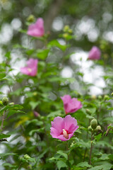 blooming rose of Sharon flowers