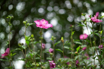 pink rose of sharon flowers in the garden