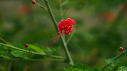 red poppy flower