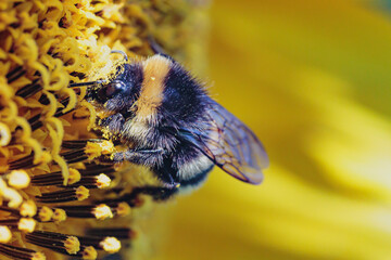  bumblebee with pollen on its head collects pollen on a sunflower macro