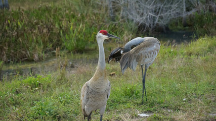 Obraz na płótnie Canvas pair of cranes in the wetlands