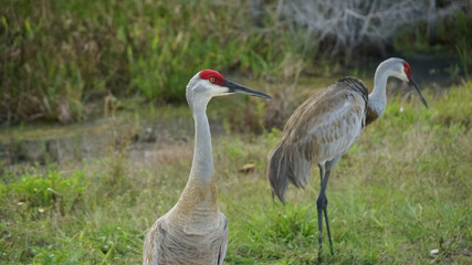 pair of cranes in the wetlands