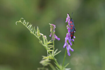Two black butterflies with red spots on their wings mate on a purple wildflower close-up.