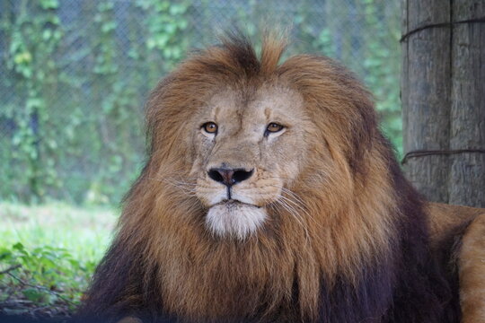 Polygynie Bilder Durchsuchen 328 Archivfotos, und