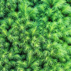 Texture, background, pattern of green sprouts of decorative coniferous evergreen Canadian Picea glauca Conica spruce