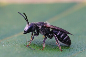 Closeup of the male of the rare , large furrow bee, Lasioglossum majus with it's typical massive...